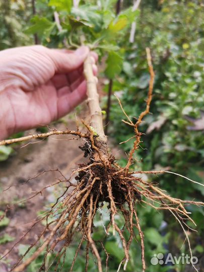 Корни веточной хризантемы
