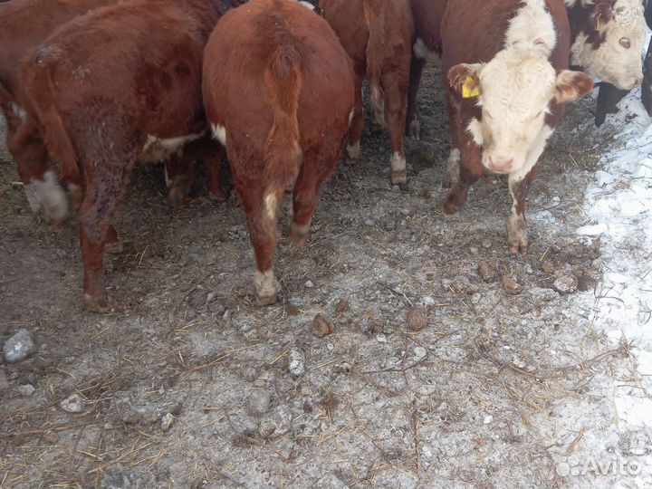 Герефорд телята