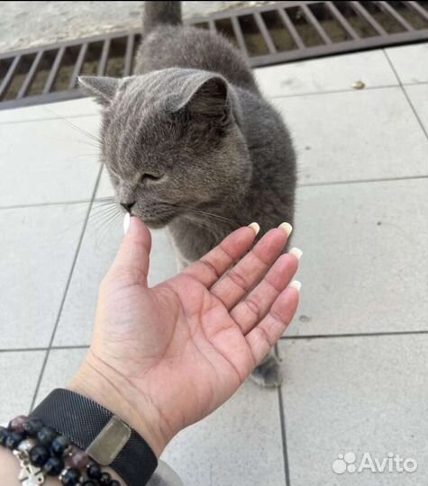 Выкинули котика британца, очень нужен дом