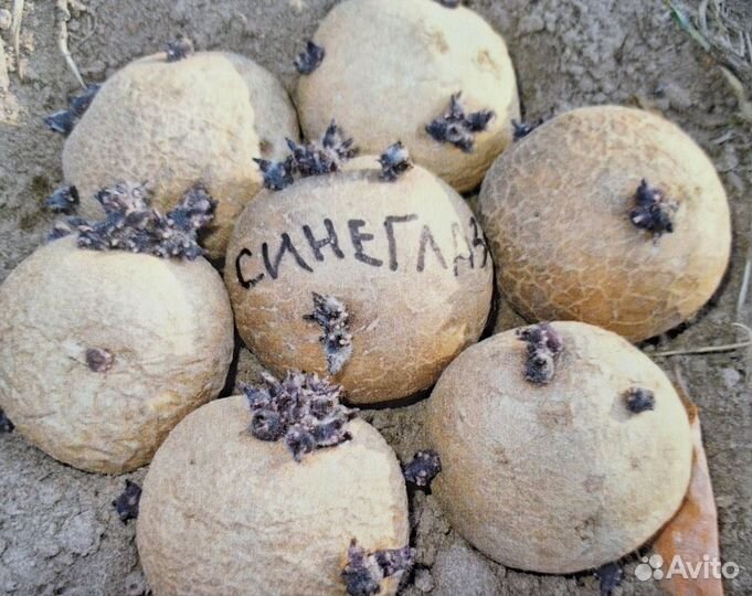 Картошка рассада на посадку