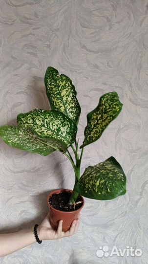 Диффенбахия