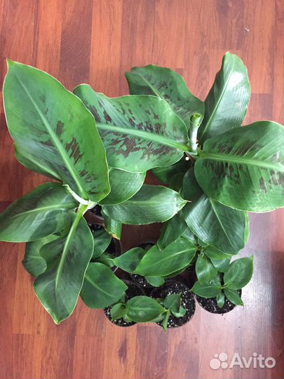 Комнатный банан Муса Тропикана, растения