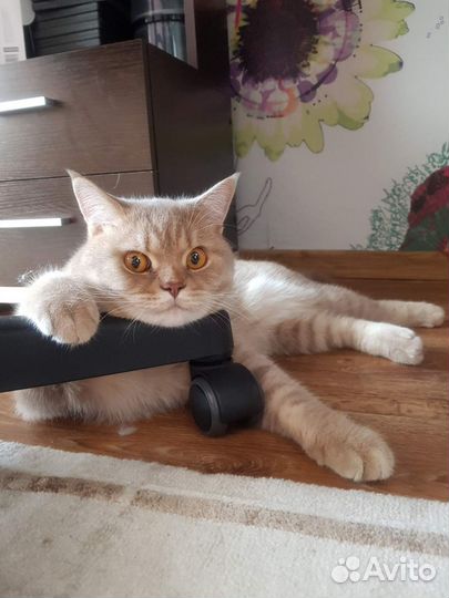 Кот шотландец