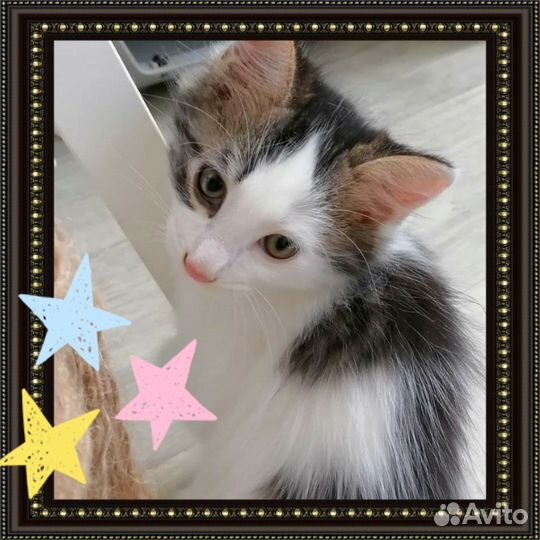 Симпатичный котенок