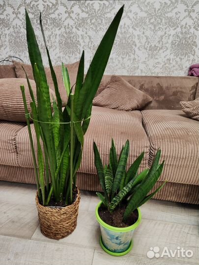 Сансевиерия