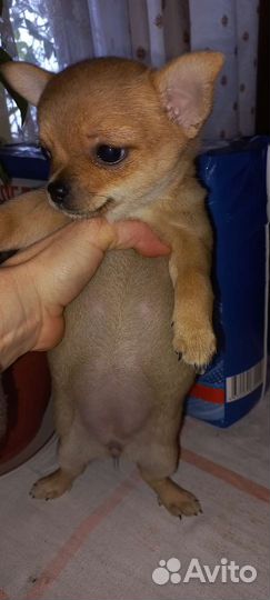 Супер мини чихуахуа