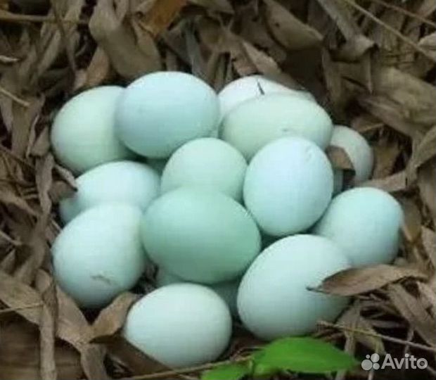 Инкубационное яйцо