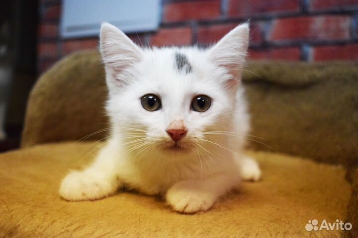 Котенок девочка Стеша 3 мес