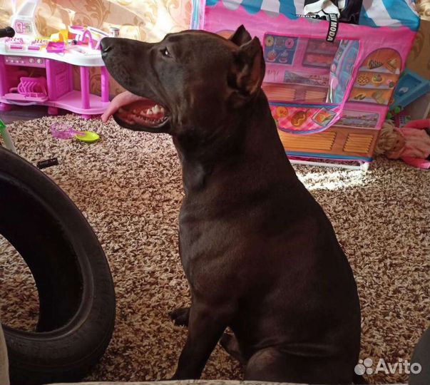 Питбультерьер вязка