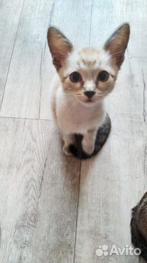 Девочки-котята, порода охос азулес