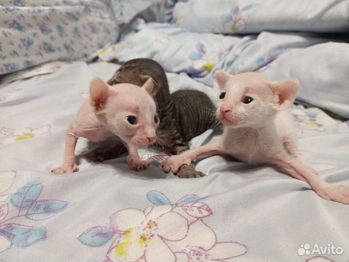 Котята сфинкс