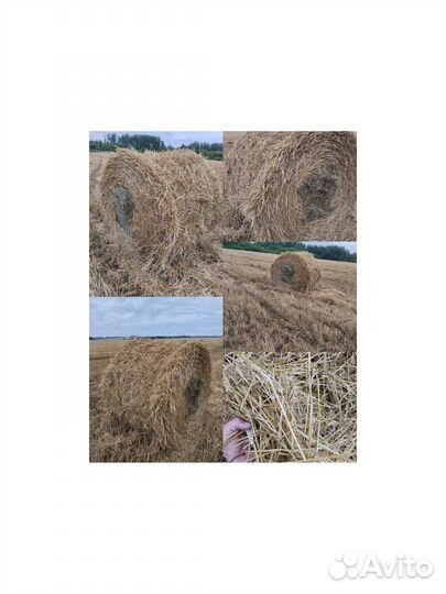 Сено солома 2023 180 и 145