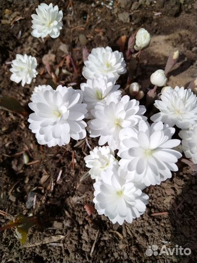 Цветы для сада