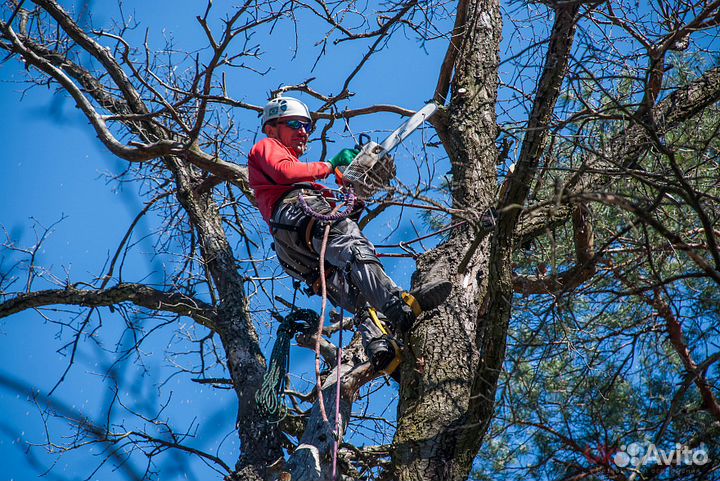 Спил деревьев