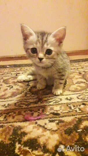 Кошки в добрые руки бесплатно