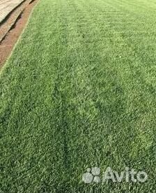 Укладка Рулонного газона