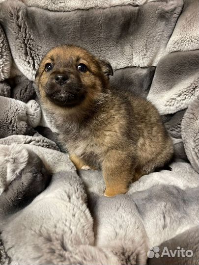 Замерзают щенки