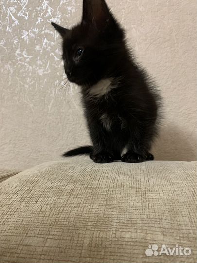 Черный котенок