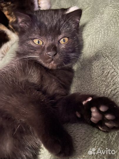 Котенок шотландец девочка