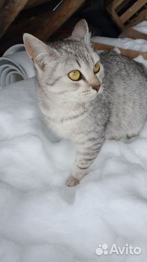 Котята отдам в добрые руки бесплатно