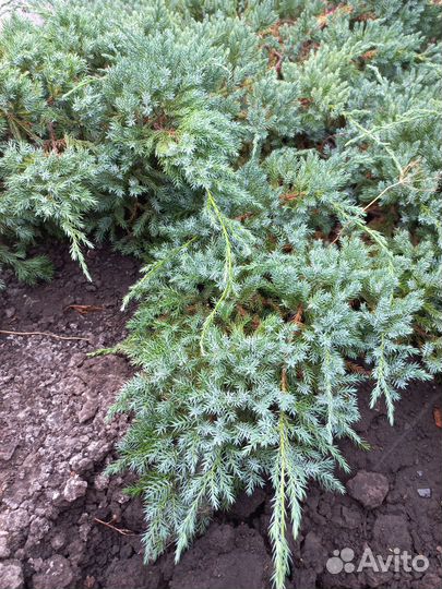 Можжевельник