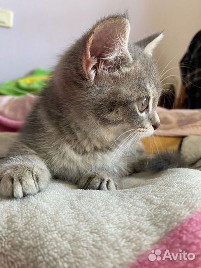 Котенок