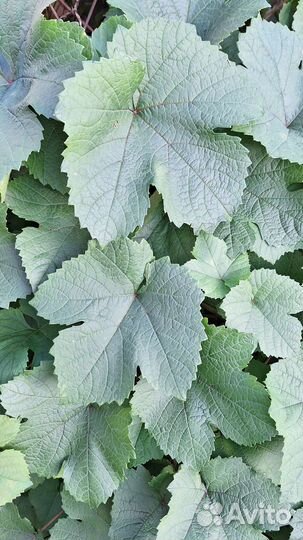 Виноградные листья для долмы