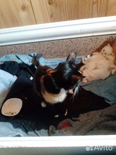 Кошки в добрые руки бесплатно