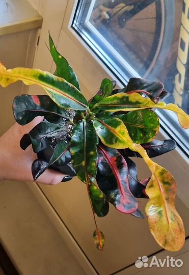 Кротон Мамми