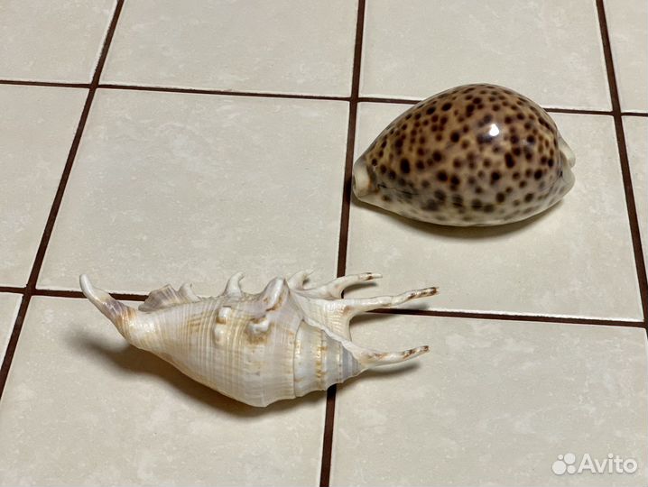 Морские ракушки