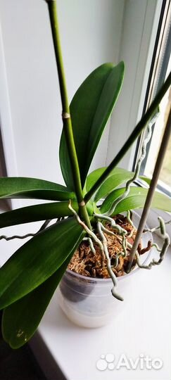 Орхидея фаленопсис