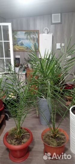 Финиковая пальма