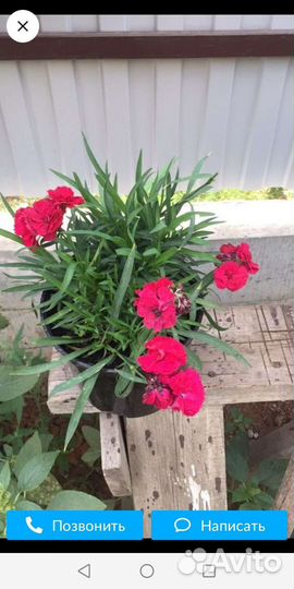 Гвоздика комнатная ампельная