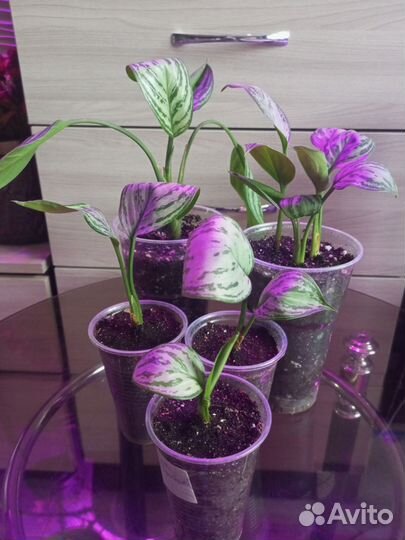 Комнатные цветы