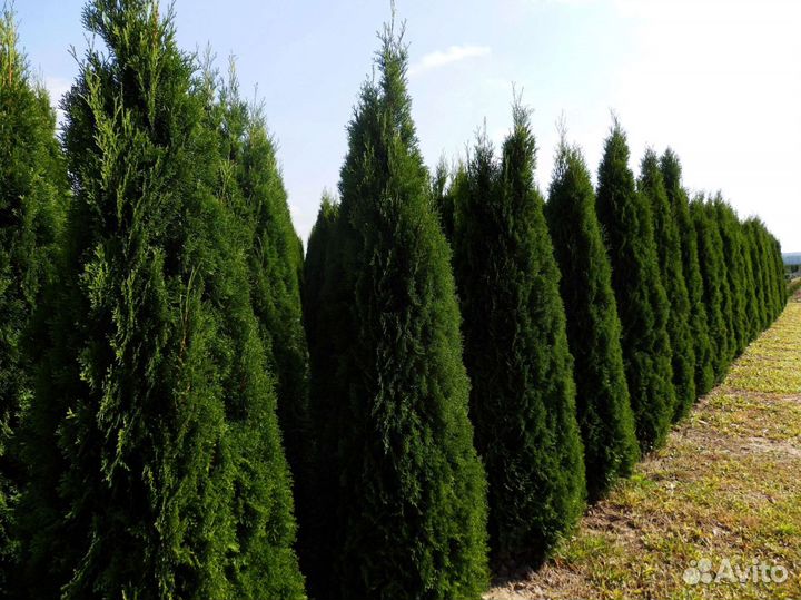 Туи смарагд