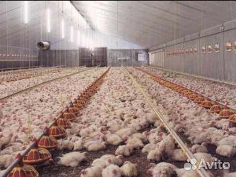 Птица Бройлер