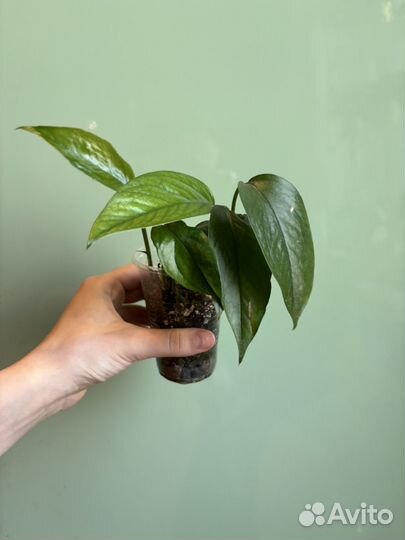 Эпипремнум пиннатум