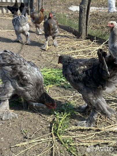 Петушки брама