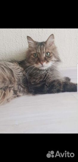 Добрый и ласковый котик Богдан