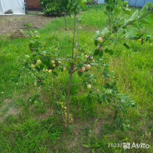 Саженцы яблони 