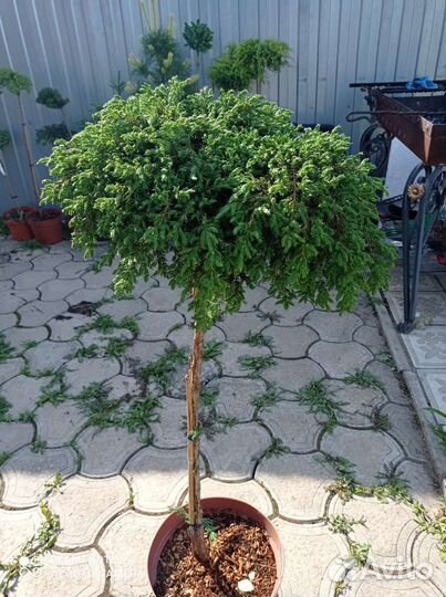 Можжевельник грин карпет