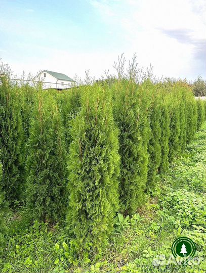 Туя Колумна для дачи. Питомник