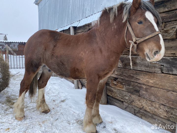 Продажа лошадь жеребец