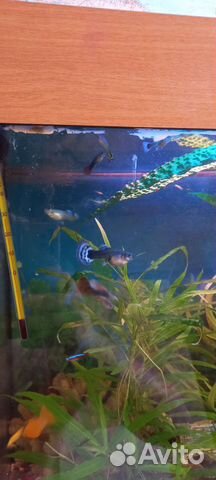 Аквариумные рыбки гуппи