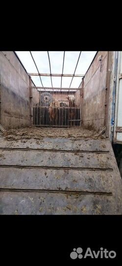 Газель скотовоз