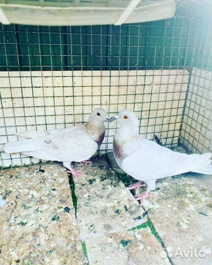 Голуби разные