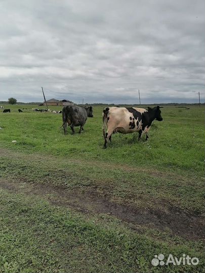 Продам коров Бычков телят