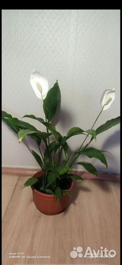 Спатифиллум kohii