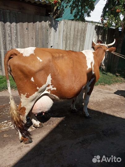 Айширская корова