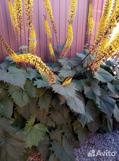 Продам излишки из своего сада, откапаю при вас